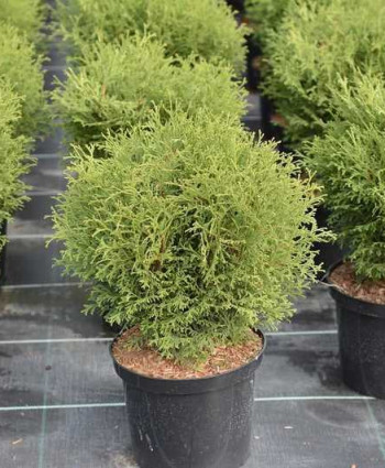 Туя западная Tiny Tim в каталоге СЦ Корекозево