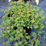 Миниатюра 1. Стефанандра надрезанная в каталоге СЦ Корекозево