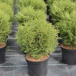 Миниатюра 1. Туя западная 