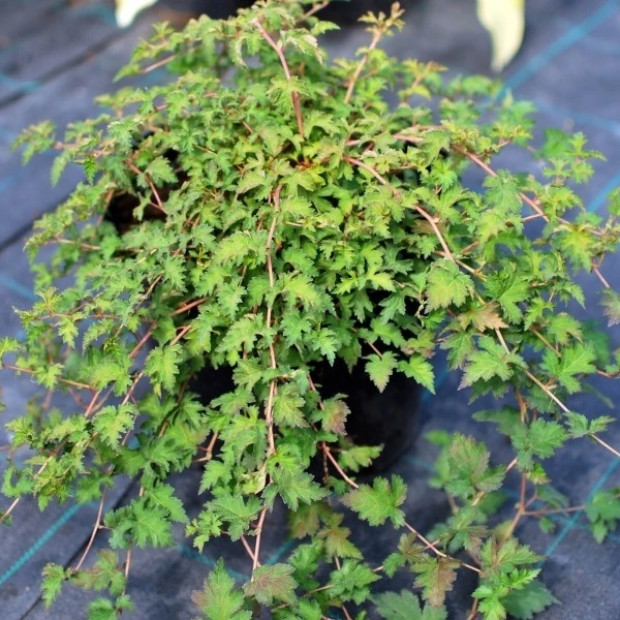 Фото 1. Стефанандра надрезанная в каталоге СЦ Корекозево