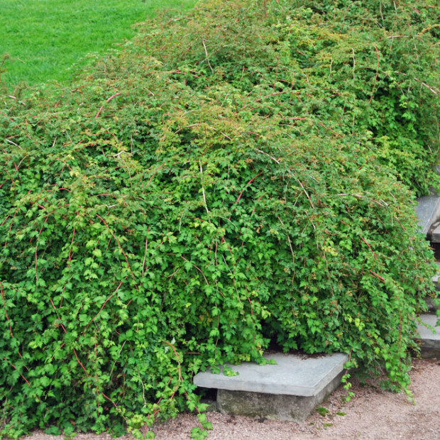 Фото 2. Стефанандра надрезанная в каталоге СЦ Корекозево