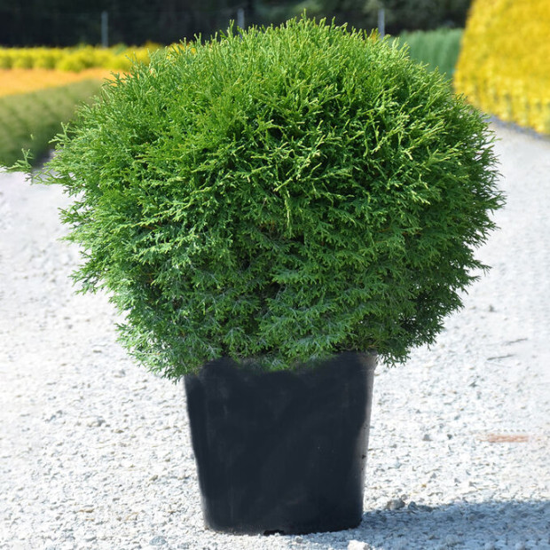 Фото 3. Туя западная 