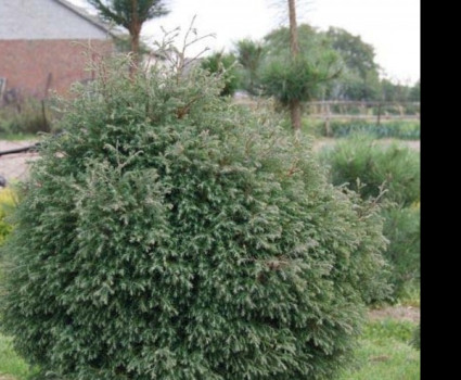 Туя западная Вересковидная Ericoides в каталоге СЦ Корекозево