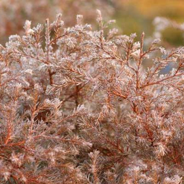 Фото 2. Туя западная Вересковидная 