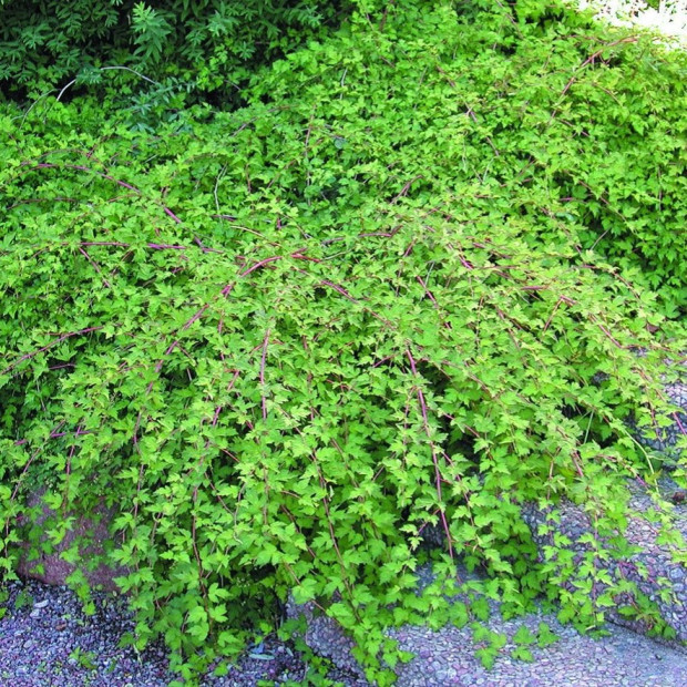 Фото 1. Стефанандра надрезаннолистная 