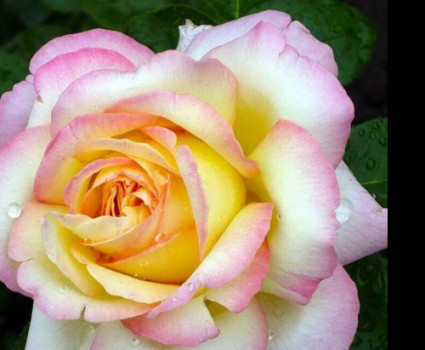 Роза Gloria Dei в каталоге СЦ Корекозево