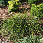 Миниатюра 1. Туя западная 