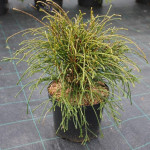 Миниатюра 3. Туя западная 