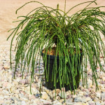 Миниатюра 4. Туя западная 