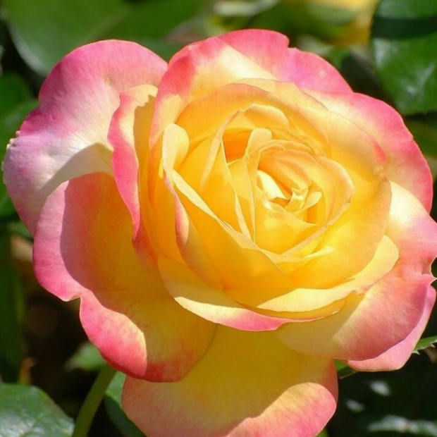 Фото 4. Роза 