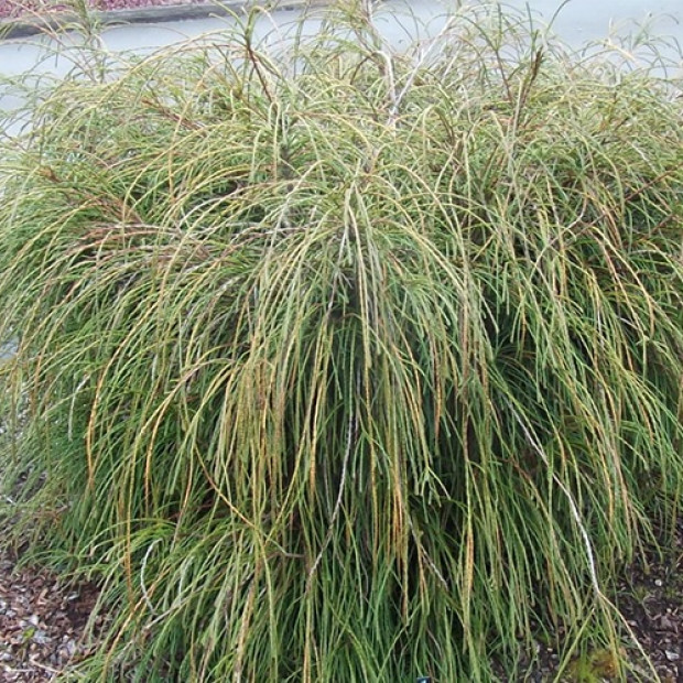 Фото 2. Туя западная 