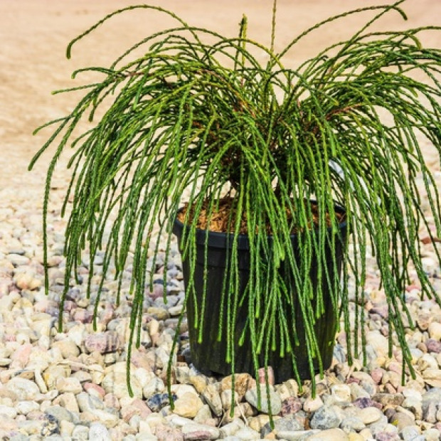 Фото 4. Туя западная 