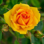 Миниатюра 1. Роза 