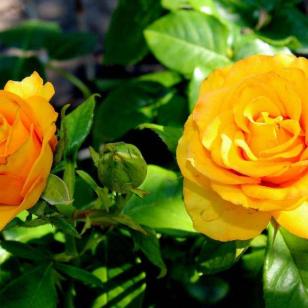 Фото 2. Роза 