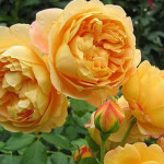 Миниатюра 3. Роза 