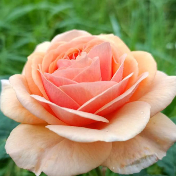 Фото 4. Роза 