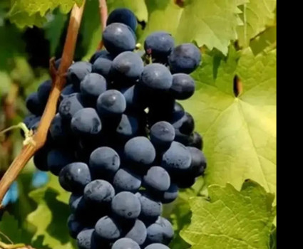 Виноград «Муромец» в каталоге СЦ Корекозево