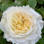 Миниатюра 1. Роза 