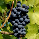 Миниатюра 1. Виноград «Муромец» в каталоге СЦ Корекозево