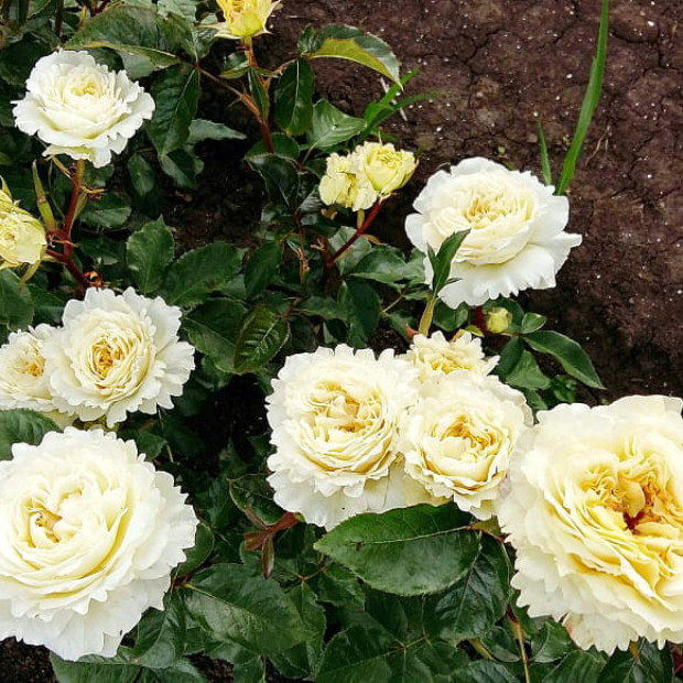 Фото 2. Роза 