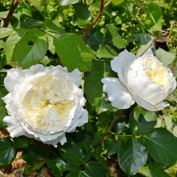 Фото 3. Роза 