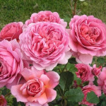 Миниатюра 4. Роза 