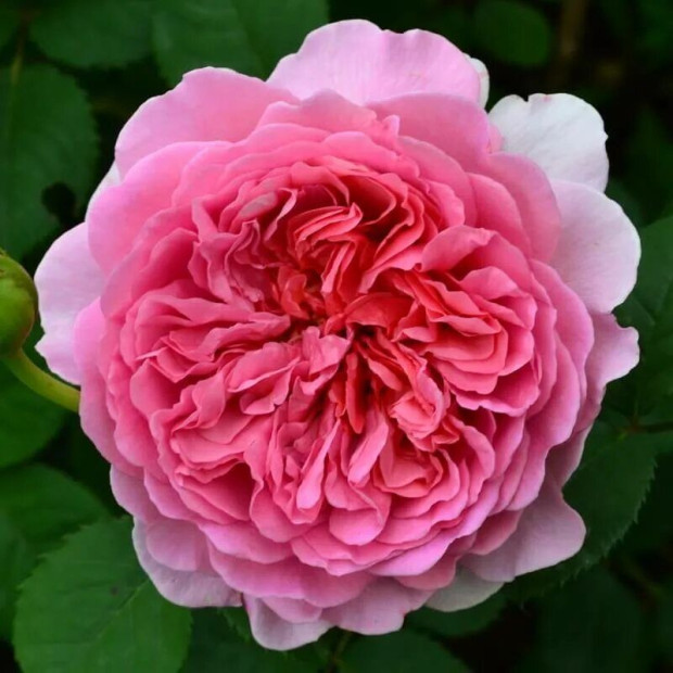 Фото 2. Роза 