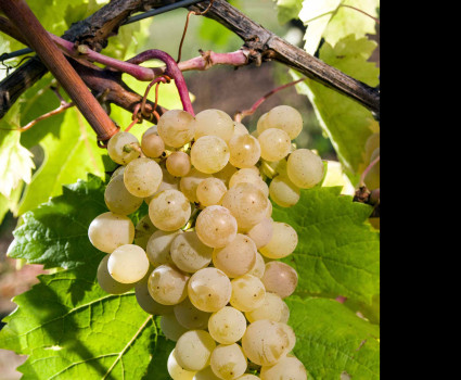 Виноград «Жемчуг белый» в каталоге СЦ Корекозево