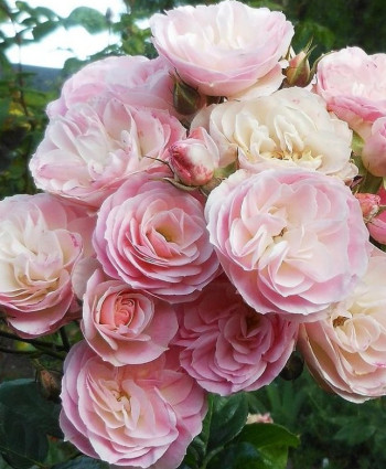 Роза Bouquet Parfait в каталоге СЦ Корекозево