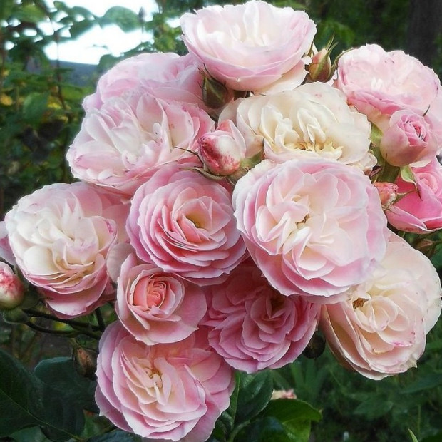 Роза Bouquet Parfait в каталоге СЦ Корекозево