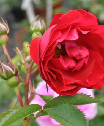 Роза Adelaide Hoodless в каталоге СЦ Корекозево