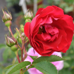 Миниатюра 1. Роза 