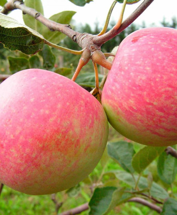 Яблоня «Грушовка московская» в каталоге СЦ Корекозево