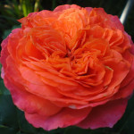 Миниатюра 2. Роза 