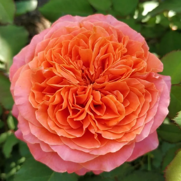 Фото 1. Роза 