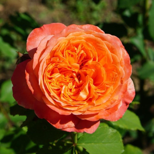 Фото 4. Роза 