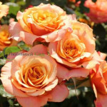 Миниатюра 2. Роза 