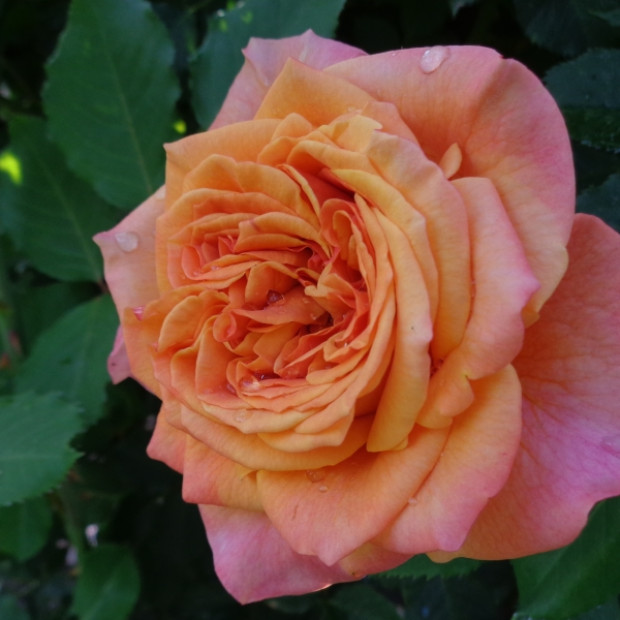 Фото 1. Роза 