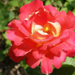 Миниатюра 1. Роза 