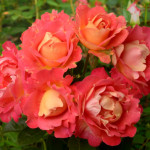 Миниатюра 3. Роза 