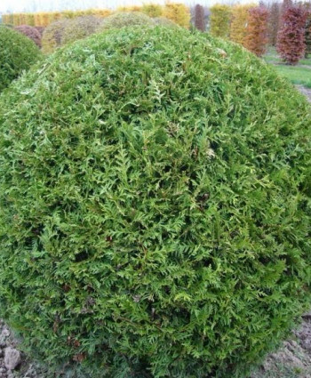 Туя западная Вудварди (Thuja occ. Woodwardii) в каталоге СЦ Корекозево