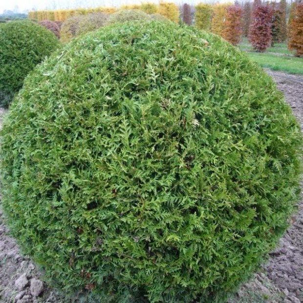 Фото 1. Туя западная Вудварди (Thuja occ. Woodwardii) в каталоге СЦ Корекозево