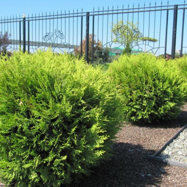 Фото 3. Туя западная Вудварди (Thuja occ. Woodwardii) в каталоге СЦ Корекозево