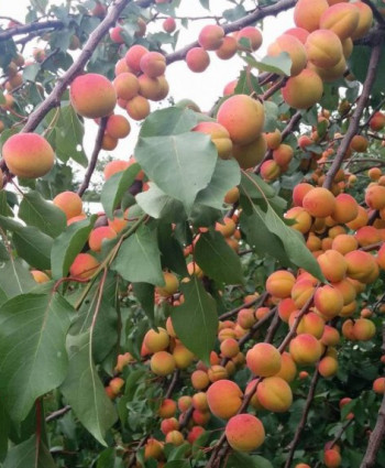 Абрикос «Краснощекий» в каталоге СЦ Корекозево