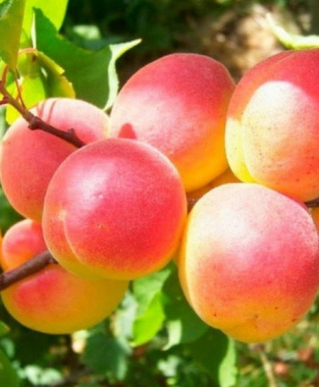 Абрикос «Краснощекий» в каталоге СЦ Корекозево