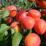 Миниатюра 3. Абрикос «Краснощекий» в каталоге СЦ Корекозево