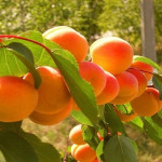 Миниатюра 4. Абрикос «Краснощекий» в каталоге СЦ Корекозево