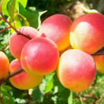 Миниатюра 1. Абрикос «Краснощекий» в каталоге СЦ Корекозево