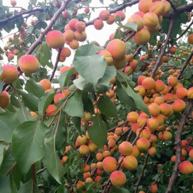 Фото 2. Абрикос «Краснощекий» в каталоге СЦ Корекозево