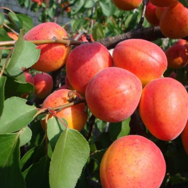 Фото 3. Абрикос «Краснощекий» в каталоге СЦ Корекозево